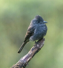 Contopus fumigatus