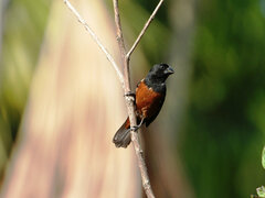 Sporophila angolensis