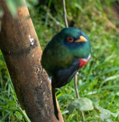 Trogon personatus