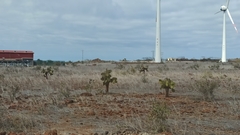 Opuntia galapageia