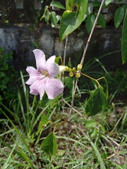 Bignonia aequinoctialis