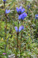 Gentiana triflora