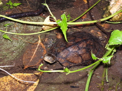 Mauremys mutica