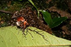 Ophiocordyceps
