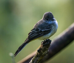 Myiarchus cephalotes