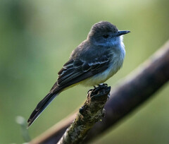 Myiarchus cephalotes