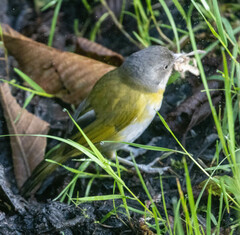 Chlorospingus flavopectus