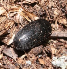Dermestes