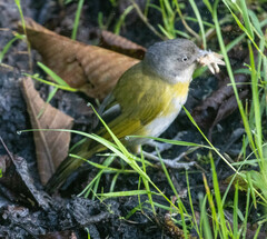 Chlorospingus flavopectus
