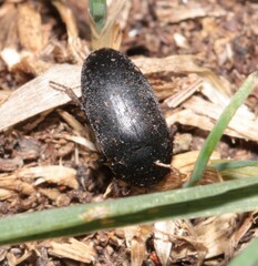 Dermestes