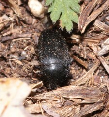 Dermestes
