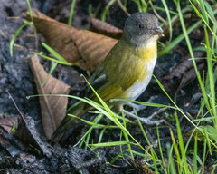 Chlorospingus flavopectus