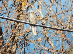 Hypsipetes amaurotis