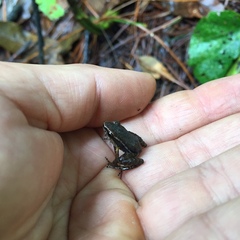 Leucostethus fraterdanieli