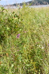 Thalictrum amurense