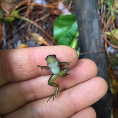 Leucostethus fraterdanieli