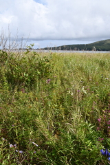 Thalictrum amurense