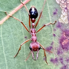 Myrmecia analis