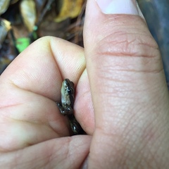 Leucostethus fraterdanieli