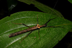 Pseudophasma bispinosum