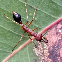 Myrmecia analis