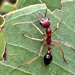 Myrmecia analis
