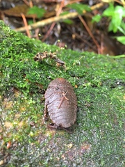 Blaberinae