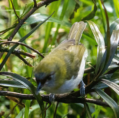 Chlorospingus flavopectus