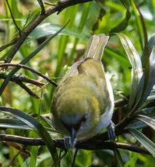 Chlorospingus flavopectus