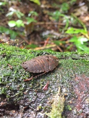 Blaberinae