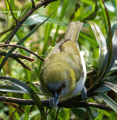 Chlorospingus flavopectus