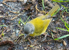 Chlorospingus flavopectus