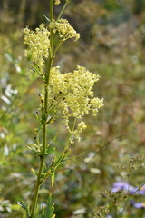 Thalictrum amurense