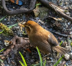 Troglodytes solstitialis