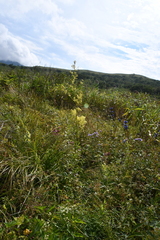 Thalictrum amurense