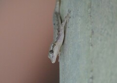 Hemidactylus platyurus