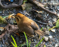 Troglodytes solstitialis