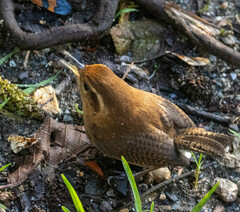 Troglodytes solstitialis