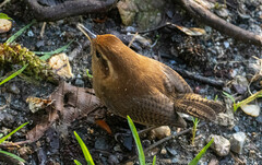 Troglodytes solstitialis