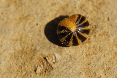 Glomeridae