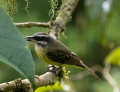 Myiodynastes hemichrysus