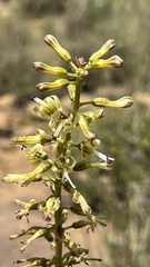 Drimia elata
