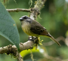 Myiodynastes hemichrysus