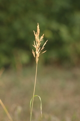 Bromus inermis