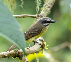 Myiodynastes hemichrysus