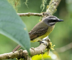 Myiodynastes hemichrysus