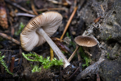 Pluteus granularis