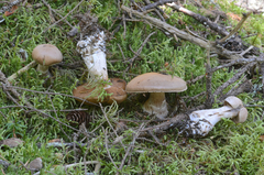 Cortinarius suberi