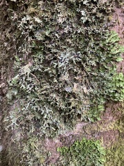 Lobariaceae