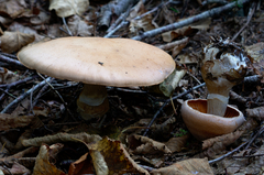 Cortinarius laniger